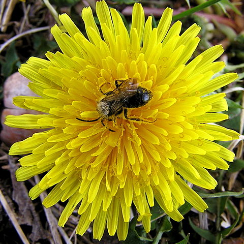 dandelion honey, honey sales 2019, bee